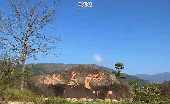 冰岛寨的茶是什么茶-冰岛寨的茶是什么茶叶