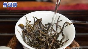 冰岛古树茶生茶：怎样冲泡出更佳口感？