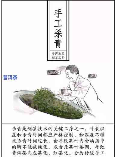 普洱茶加工时是不是能去掉梗？详解普洱茶再加工与制作工艺