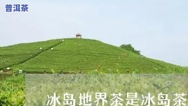 茶界中的茅台冰岛茶-茶界中的茅台冰岛茶是什么