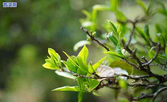 冰岛中树茶是什么茶-冰岛中树茶是什么茶叶