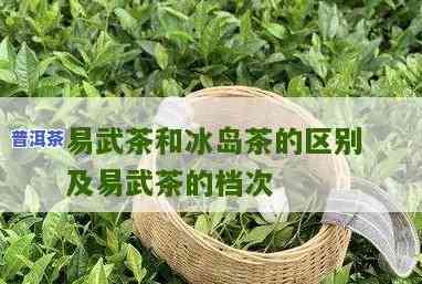 易武茶与冰岛茶：口感对比与选择建议