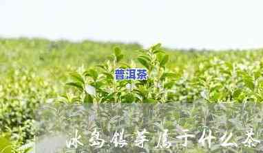 冰岛大叶茶：什么茶种？种类解析