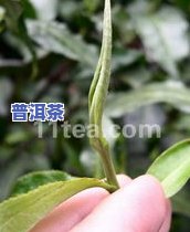 冰岛大叶茶：什么茶种？种类解析