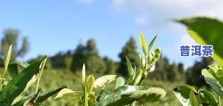 冰岛大叶茶：什么茶种？种类解析