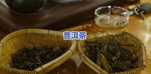 冰岛大叶茶是什么茶-冰岛大叶茶是什么茶类