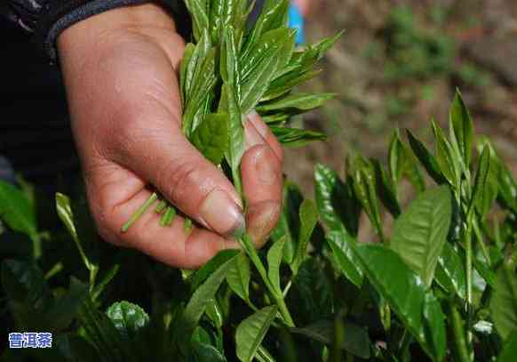 探究普洱茶工艺提升的起因与作用因素