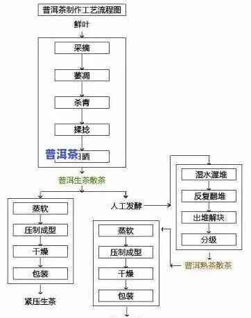 普洱茶工艺的关键，揭示普洱茶的特别魅力：工艺关键解析