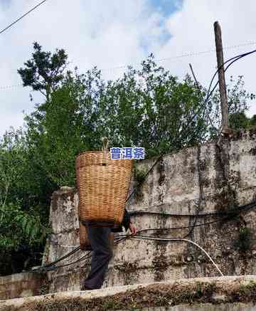 冰岛茶王是什么茶，揭示冰岛茶王的神秘面纱：一种特别的茶叶品种