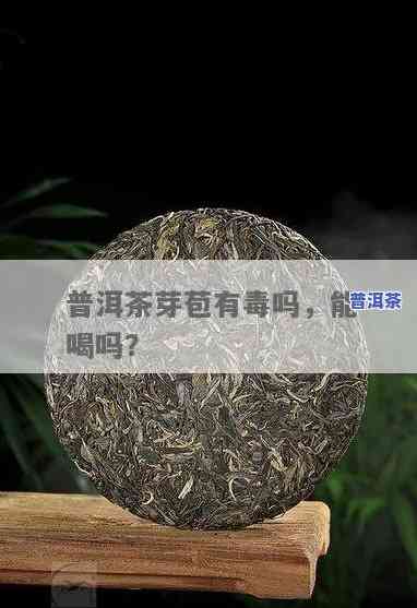 普洱茶芽苞有吗？详解其是不是适合饮用及图片展示