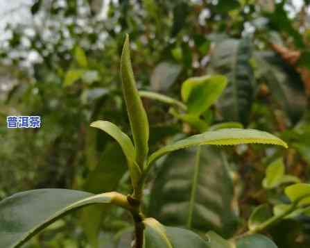 普洱茶芽苞有吗？详解其是不是适合饮用及图片展示