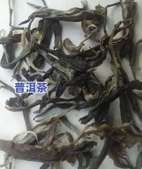 全高清冰岛古树茶照片大汇总