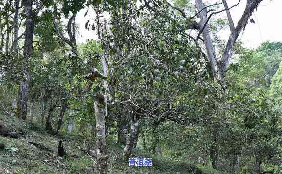 冰岛哪个寨的茶好喝？深度解析不同寨子的口感差异