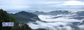 普洱茶那山深处-普洱茶那座山头更好