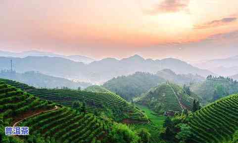 普洱茶那山深处-普洱茶那座山头更好