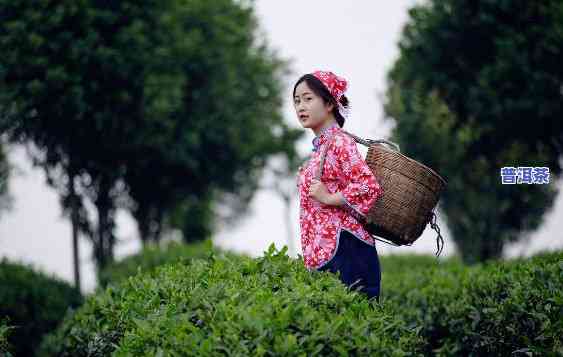 全网最全！高清卖普洱茶的菇娘图片大全