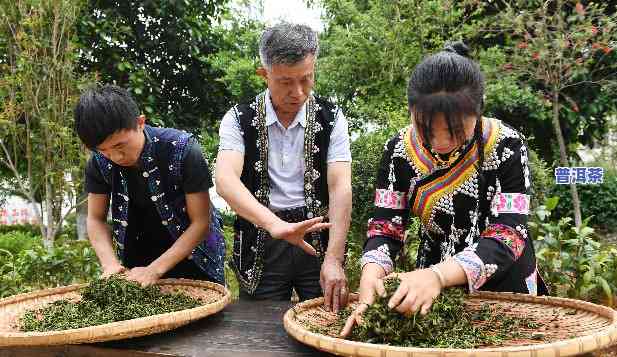 普洱茶教学基地有哪些，探索普洱茶文化：揭秘普洱茶教学基地