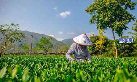 普洱茶直播怎么说，普洱茶直播：探索茶文化的魅力与传统