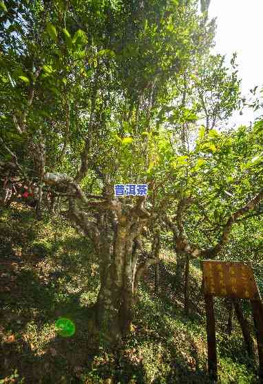 云南普洱七子茶价格表，探究云南普洱七子茶的价格表，熟悉其市场价格走势与品质差异