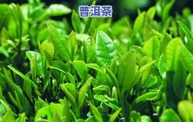 11年熟普洱多少钱-11年普洱熟茶多少钱