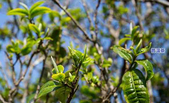 11年熟普洱多少钱-11年普洱熟茶多少钱