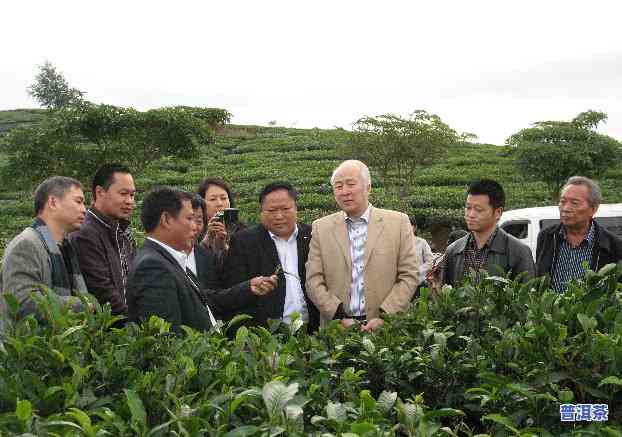 冰岛普洱生茶的禁忌是什么，冰岛普洱生茶饮用禁忌大揭秘