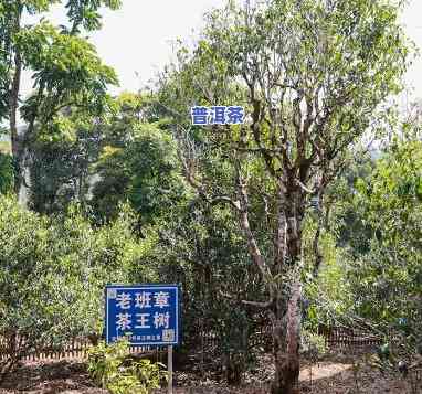 郎朗与普洱茶的关系图解-郎朗与普洱茶的关系图解大全