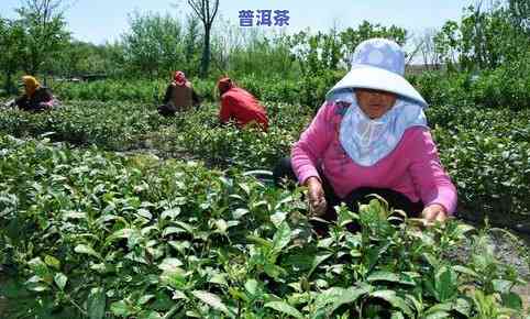 橘皮普洱茶泡法大全窍门-橘皮普洱茶泡法大全窍门图片