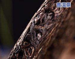 陈皮加普洱熟茶泡水：功效全面解析