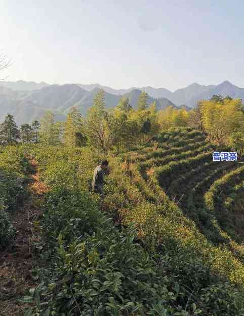 普洱茶怎样算好喝了没坏-普洱茶怎样算好喝了没坏呢