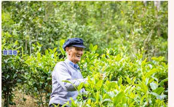 竹筐装普洱茶功效，竹筐装普洱茶：探索其特别功效与文化意义