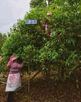 普洱茶四大地理价值揭秘：产地、历史、工艺、口感全面解析