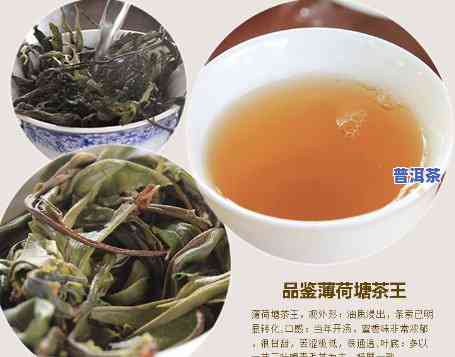 古树普洱茶什么味道更好-古树普洱茶什么味道更好喝