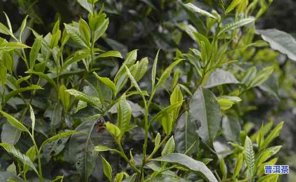 云南普洱熟茶冰岛茶-普洱茶冰岛熟茶价格