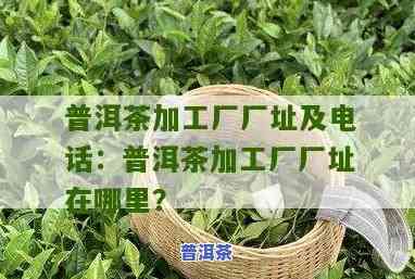 普洱茶古树价格排名-普洱茶古树价格排名前十