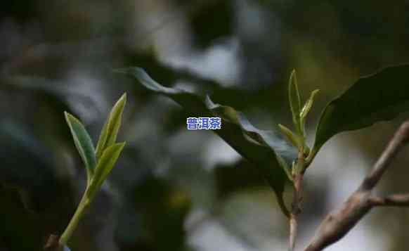 云南王子山的古树茶怎么样，探秘云南王子山：古老茶树的魅力与品质