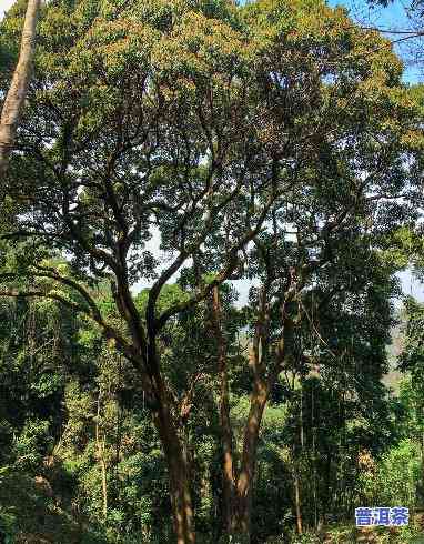 云南王子山的古树茶怎么样，探秘云南王子山：古老茶树的魅力与品质