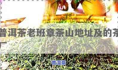 云南普洱老班章山脉-普洱茶老班章茶山地址