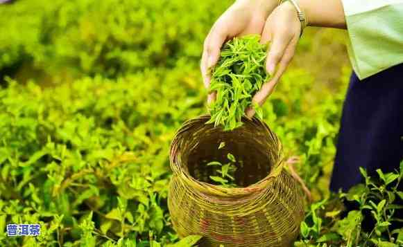 普洱茶在茶叶中的地位，探秘茶文化：普洱茶的特别地位与作用力