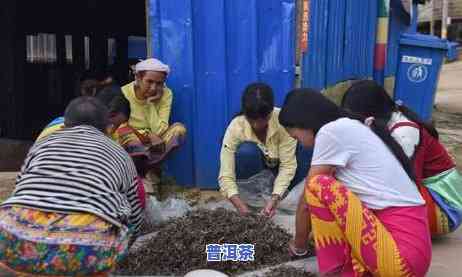 老班章普洱生茶毛茶-老班章毛茶价格