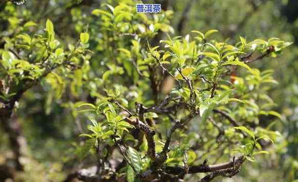 古树普洱茶是什么味道，探索古树普洱茶的特别口感与韵味