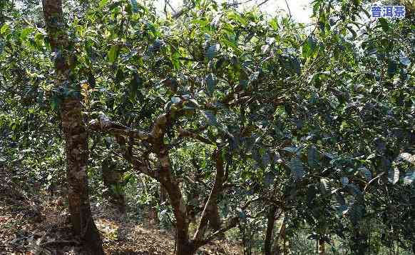 古树普洱茶都清淡-古树普洱茶都清淡嘛