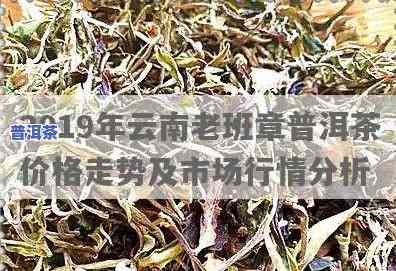 普洱茶苗价格行情：最新走势与深度分析