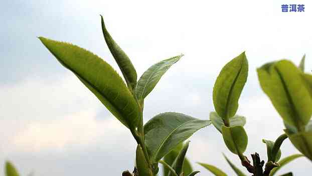 普洱茶有不存在夏茶-普洱茶有不存在夏茶香