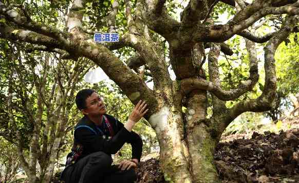 普洱与老班章起泡茶：哪个更好？