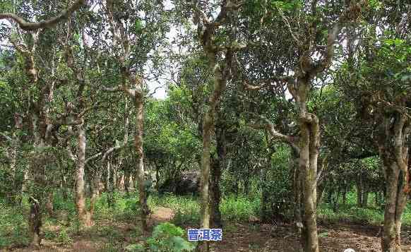 御茶园普洱茶，品味历史与自然的交融：御茶园普洱茶的魅力探究