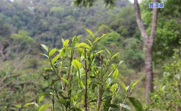 紫山箐普洱茶产地是哪里，揭秘紫山箐普洱茶的产地在哪里？