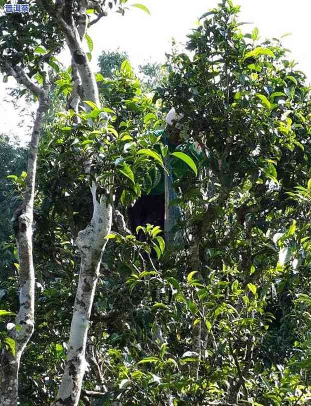 普洱茶牌子排名，探秘茶文化：普洱茶排行榜解读