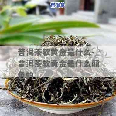 普洱茶中的黄金是指，揭秘普洱茶中的黄金：你不可不知的秘密