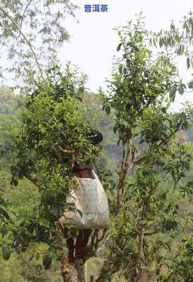 全场送古树普洱茶-全场送古树普洱茶是真的吗